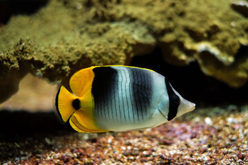 Fototapeta na wymiar Pacific double-saddle butterflyfish Chaetodon ulietensis fish underwater in sea