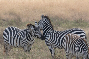 Fototapeta na wymiar An affectionate zebra couple in Ngorongoro crater.