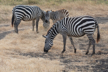 Obraz na płótnie Canvas A trio of zebras in Ngorongoro crater.