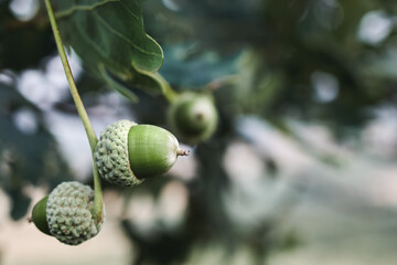 Green acorn on an oak branch on a cloudy autumn day