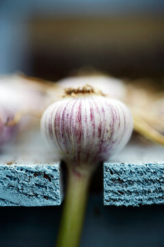 Garlic bulbs in a greenhouse on a wooden rack