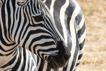 Fototapeta na wymiar Close up of a zebras face and stripes.