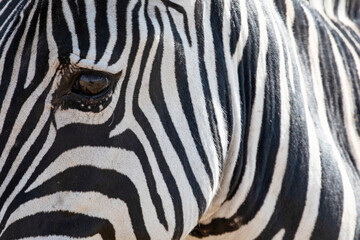 Close up of the black and white stripes of a zebra.