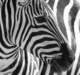 Naklejka na ściany i meble Close up of the black and white stripes of a zebra.