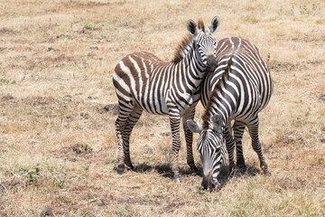 Fototapeta na wymiar A zebra foal stays close to its mother in Ngorongoro crater.