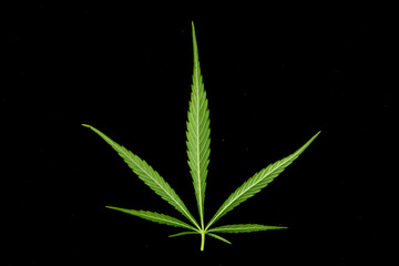 canabis leaf on marijuana field farm sativa weed hemp hash plantation