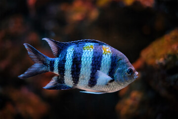 Indo-Pacific sergeant Abudefduf vaigiensis fish