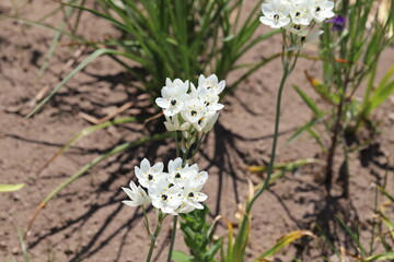 春の公園に咲くオーニソガラムアラビカムの白い花