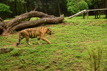 Fototapeta na wymiar Wild Animal A Big Tiger Walking In Zoological Park 