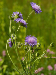 lila flowers of scabioza plant 