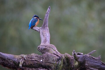 Kingfisher in its natural habitat 