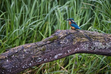 Kingfisher in its natural habitat 