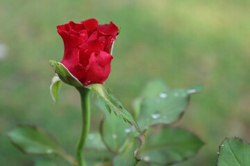 Beautiful of red rose flowers and green leaves nature