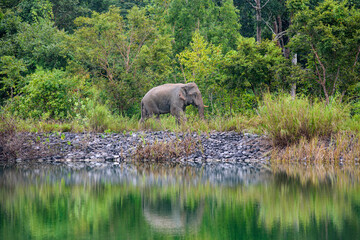 Naklejka na ściany i meble Elephant walking and reflecting in Lake at Khaoyai Thailand.