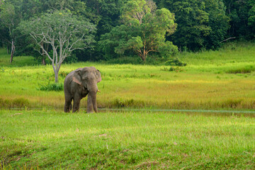 Close up Elephant walk in green grass field at Khaoyai Thailand.