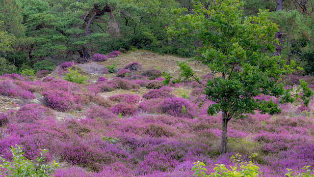 Schoorl Bilder Durchsuchen 520 Archivfotos, und Videos