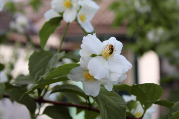 White Jasmine flower with its leaves. A very beautiful flowering jasmine tree with many white flowers.