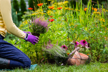 A woman plants autumn heathers in the garden.