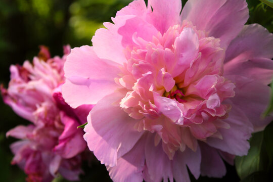 Close-up of flowers Pink peonies . Beautiful peony flower for catalog or online store. Floral shop concept. Spring pions macro photo