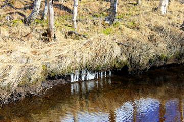autumn grass - yellow  grass