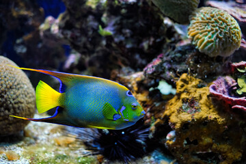 Naklejka na ściany i meble Queen angelfish Holacanthus ciliaris, also known as the blue angelfish, golden angelfish or yellow angelfish underwater in sea