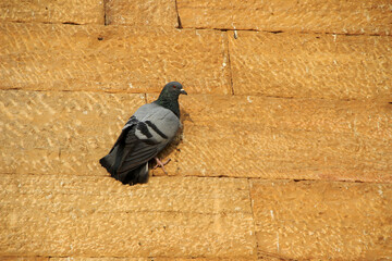Gray and black feathered dove firmly clinging on red stone wall