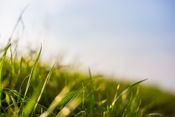 Natural strong blurry background of green grass blades close up. Fresh grass meadow in sunny morning. Copy space