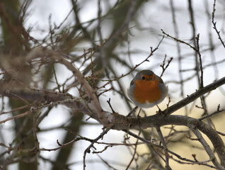 the robin sits on tree branches in winter 