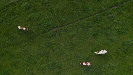 Beautiful birds eye drone view right above a herd of milk cows grazing in a green field in Holland - Powered by Adobe