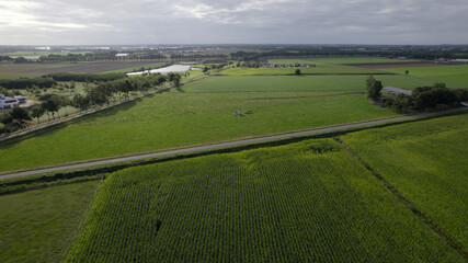 Beautiful aerial drone overview of Dutch green farmlands full of cows and corn and other crops