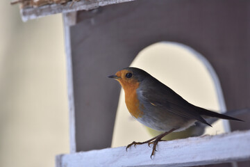 the robin sits by the feeder in the winter time to eat 