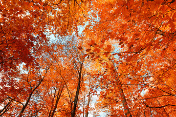 Autumn and trees in the forest. It's leaf fall time.