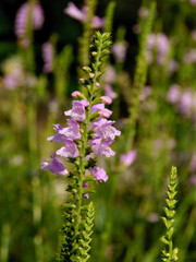 Obraz premium Calamintha Vulgaris plant with white and purple,small flowers close up