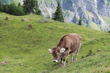 Fototapeta na wymiar A cow in Alpine mountains, Germany, Bavaria