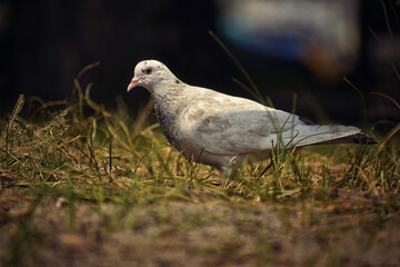 pigeon on the grass