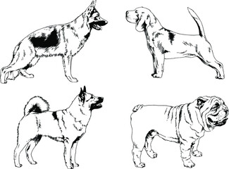 vector drawings sketches pedigree dogs and cats  drawn in ink by hand , objects with no background