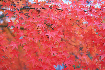 A maple trees with red leaves close-up, autumn background.