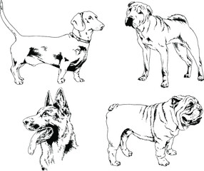 vector drawings sketches pedigree dogs and cats  drawn in ink by hand , objects with no background