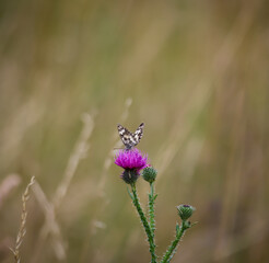 Ein Schachbrettfalter sitzt auf der Blüte einer Mariendistel.