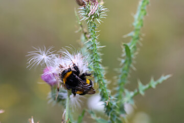 Das Portrait einer Hummel auf einer Wiesenpflanze.