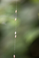 Viele kleine Kokons von Raupen an einem Seidenfaden an einer Pflanze hängend.