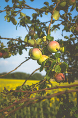 Beautiful, ripe, tasty apples on a tree branch in summer at sunset. Stylish, toned photo.