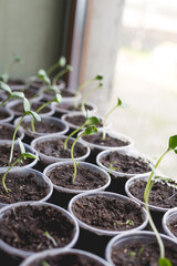 Cucumber seedlings are prepared for greenhouse planting. Home gardening concept.