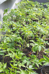 Tomato seedlings prepared for greenhouse planting. Home gardening concept.