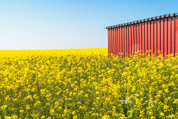 Eine rote Scheune an eim in voller Blüte stehenden Rapsfeld