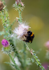 Das Portrait einer Hummel auf einer Wiesenpflanze.