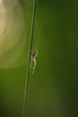 Eine kleine Spinne in ihrem Netz an einer Pflanze.