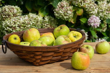 Top view of rustic basket with green apples from orchard, with natural light, on wooden table, background of defocused hydrangeas, horizontal