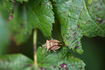 Eine Wanze auf einer Pflanze. Portrait einer Wanze.