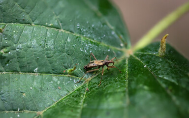 Ein Wanzenähnliches Insekt sitzt auf einem Blatt eines Baumes.